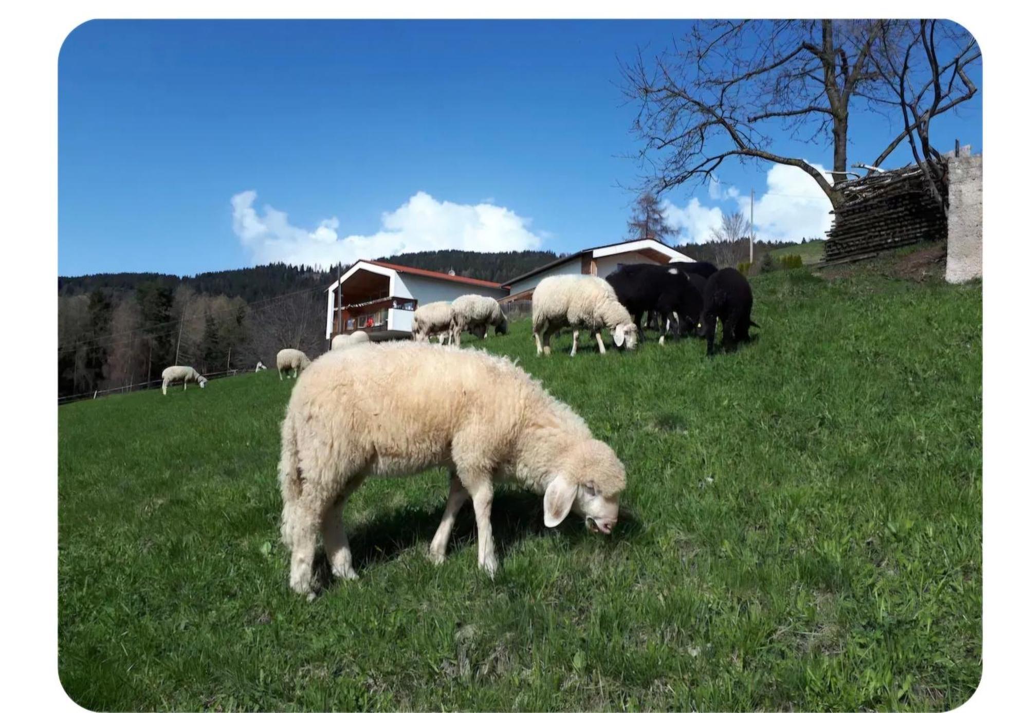 Farm stay Salahaus
