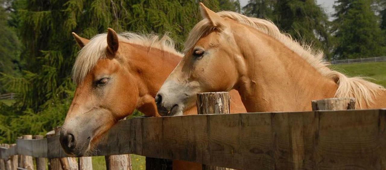 Farm stay Salahaus Verano